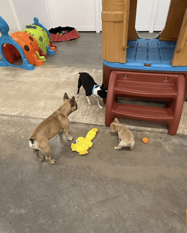 Muddy Buddies Daycare Tomball TX