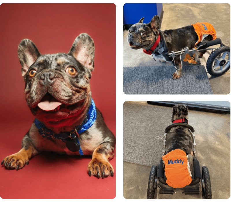 Small Dog Boarding Tomball TX (1)