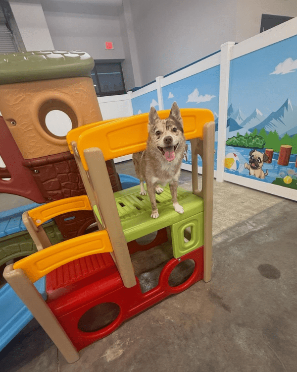 Small Dog Daycare in Tomball, TX