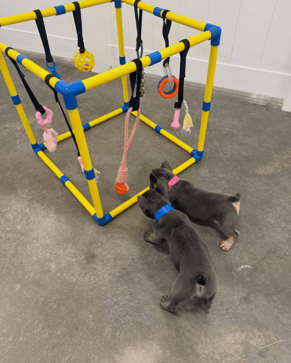Small Dog Social Play in Tomball, TX